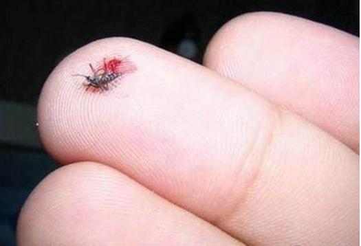 咬人的蚊子咬人的文字是公蚊子还是母蚊子