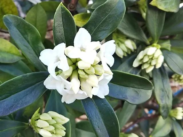 瑞香花 瑞香花（瑞香花精灵王山梦怎么画） 生活