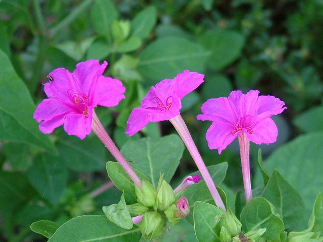 紫茉莉（紫茉莉拟人句）