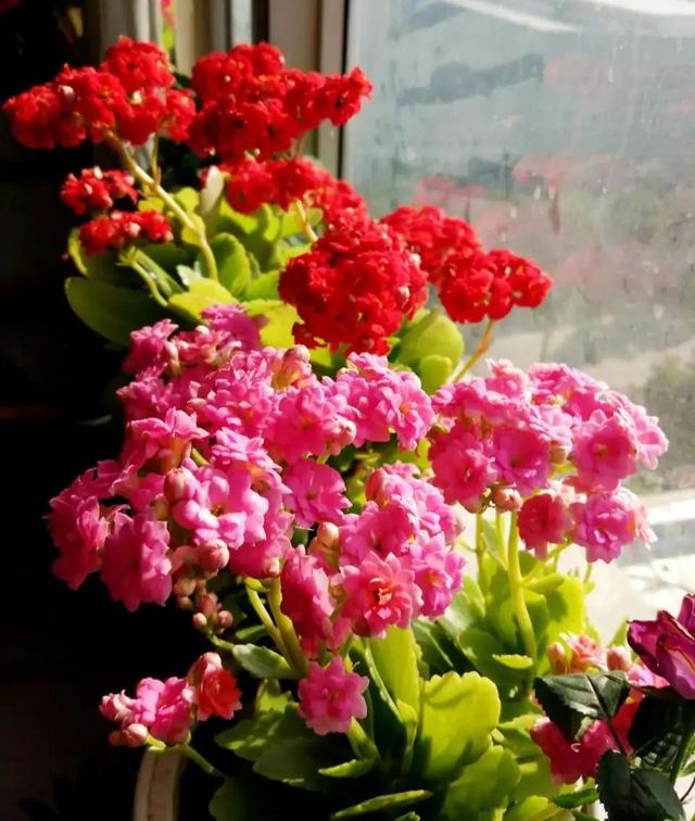 家里最旺财的十种花 家里最旺财的十种花（兰花） 生活