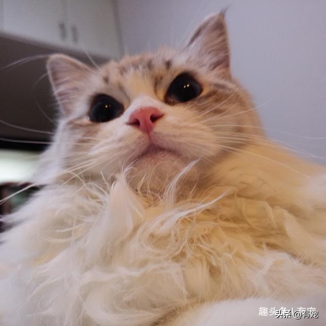 猫闻到臭脚后为什么会张开嘴