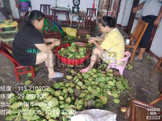 岳阳县新开镇马山村：荒田变宝地，小湘莲大创收