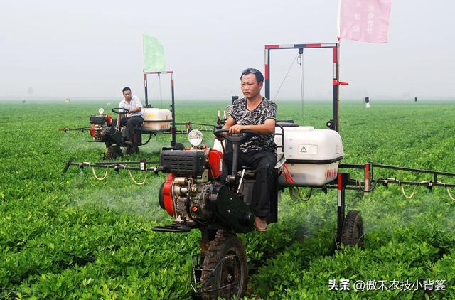 夏季多雨花生容易爆发叶斑病，掌握技巧早防早治确保高产10