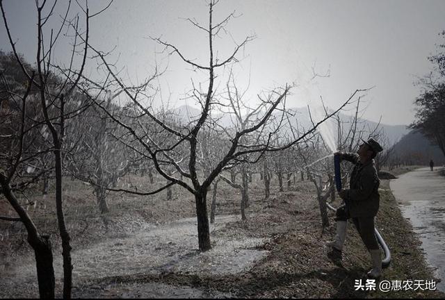 李子树全年浇水很关键，掌握好正确的浇水方法，才能促进李子丰产8