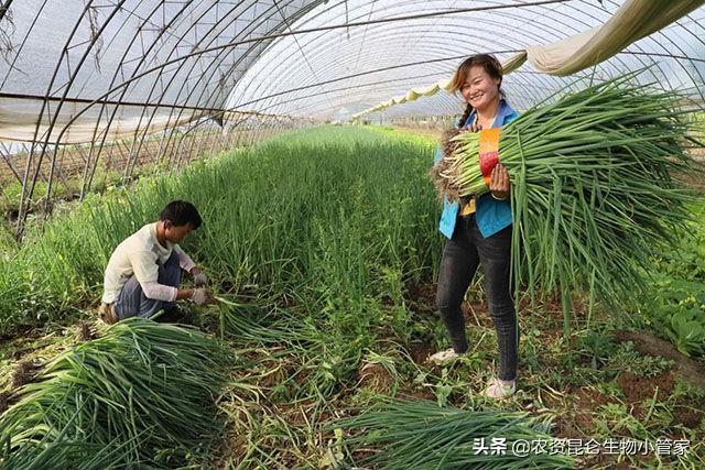 大葱高产用什么叶面肥？大葱用什么叶面肥能增产提质？2