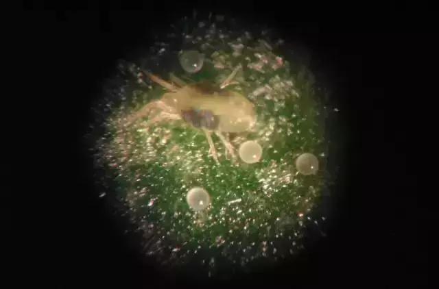 桃树病虫害图片 桃树病虫害图片（桃树病虫害图谱和防治） 生活
