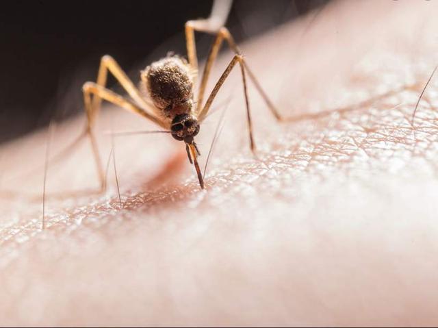什么蚊子会吸血，什么蚊子会吸血什么蚊子不会吸血