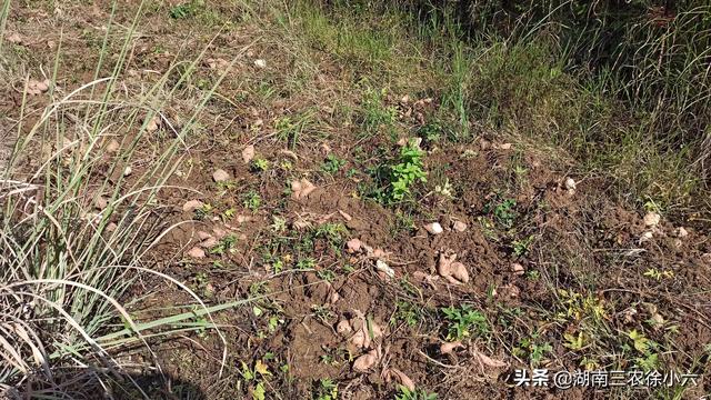 湖南有位农民种了一亩地红薯，全部被蚂蚁吃了