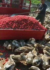 有意思的动态图GIF:双头乌龟,真的长见识了