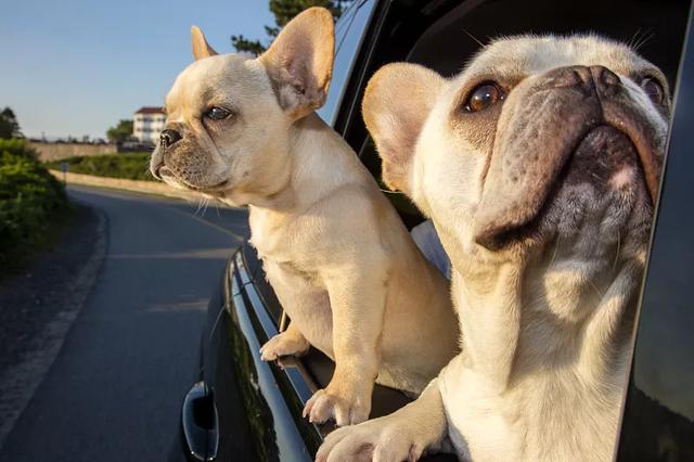 法国斗牛犬 法国斗牛犬（法国斗牛犬好养吗） 动物