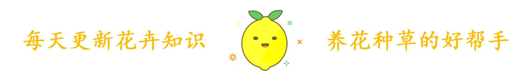 跳舞长个（跳舞长视频）