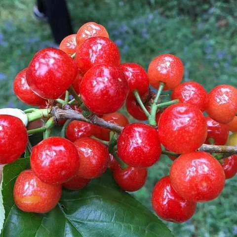 立冬后记得给孩子吃6种食物，对眼睛好，价格不高，人人买得起