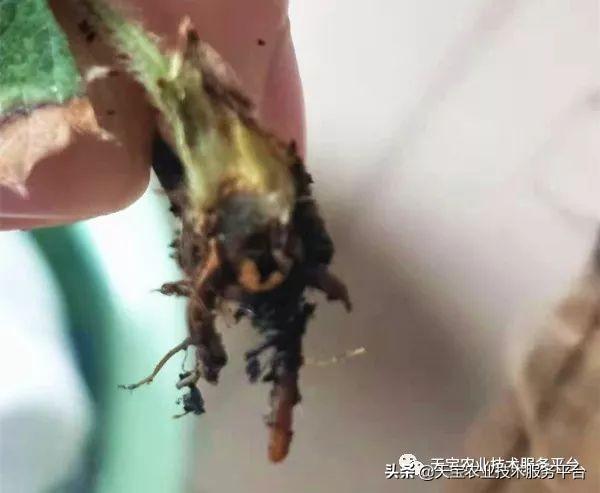 烂叶烂茎烂根啥药好使？专家出大招8