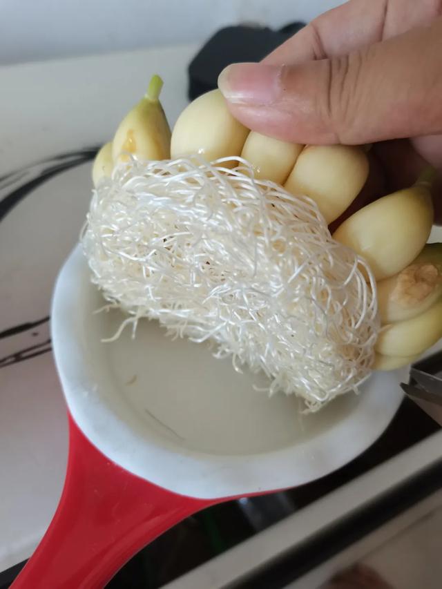 蒜苗的生长过程观察日记