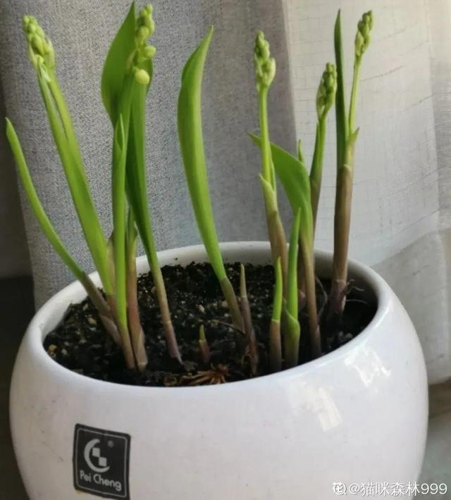 铃兰花 铃兰花（铃兰花钩针教程） 生活