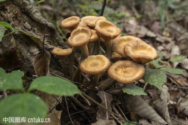 zac(亮菌(jun)) - 淘金网