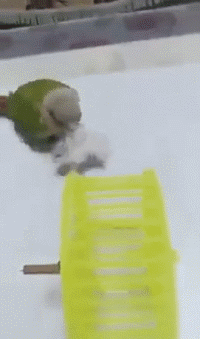 搞笑的动图GIF：酸奶盖子也可以舔啊！