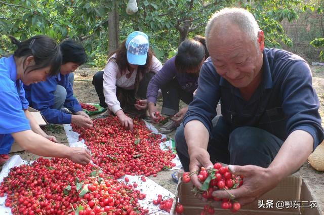 大樱桃叶面肥花前喷好，还是花后喷好？老人这样做，品质好产量高3