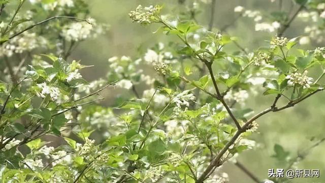 珍珠花 珍珠花（珍珠花的功效与作用） 生活