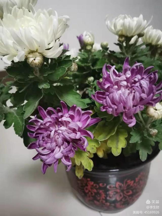 文章图片1
