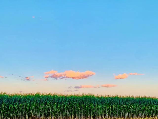 王龙：青贮收获行业大有可为