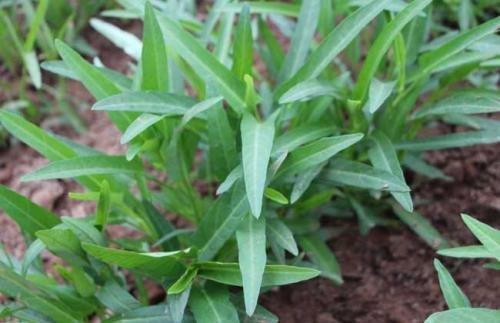 空心菜、油菜、菜心、菠菜、韭菜地化学除草技术。1