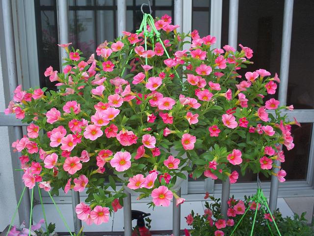 草本植物 草本植物（草本植物有哪些） 生活