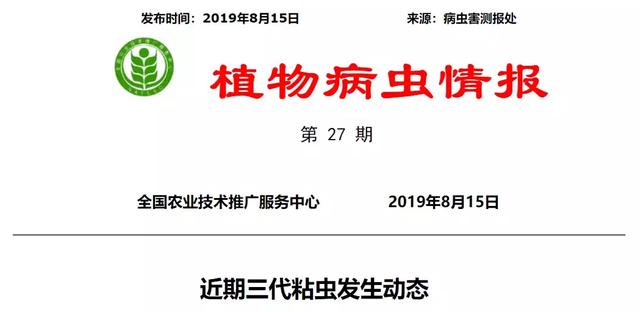 三代粘虫大面积暴发，部分地区近十年为害最严重，玉米被吃成光秆1