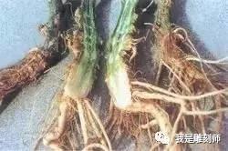 文玩葫芦种植病虫害防治大全10