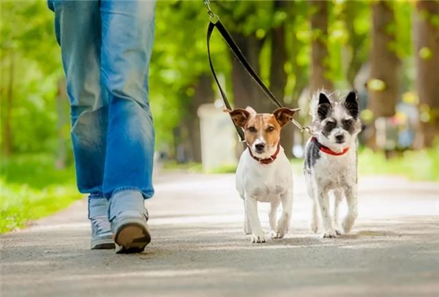 狗狗躺着四肢乱动什么病(狗狗躺着不动睁着眼什么毛病)-艾拉养犬