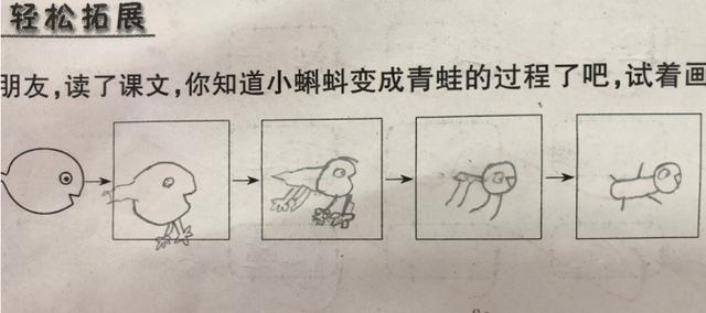 青蛙怎么画