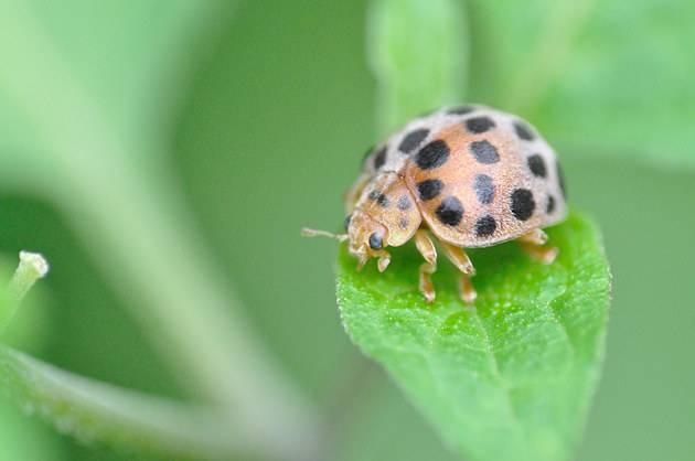 茄子虫害有哪些？打什么药防治好？茄子虫害防治一文全搞定2