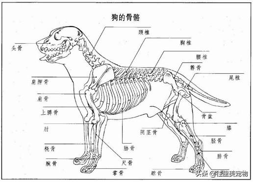 众所周知,狗,属于哺乳动物,有骨骼,肌肉,骨骼三个部分.