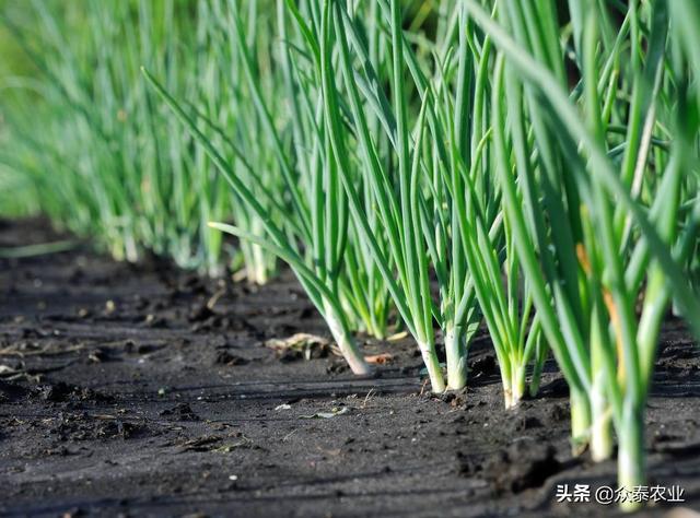 葱姜蒜田除草，辛酰溴苯氰不可少