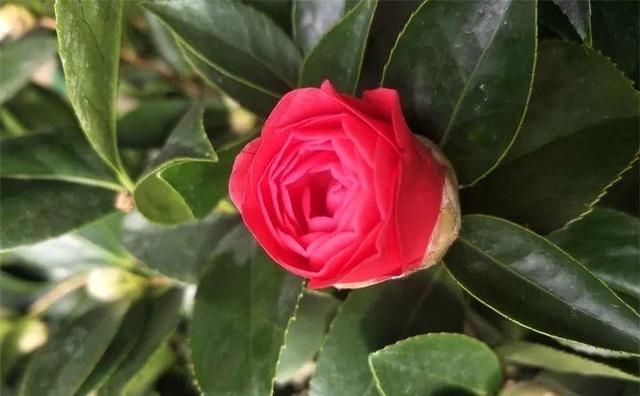 茶花 茶花（茶花树） 生活