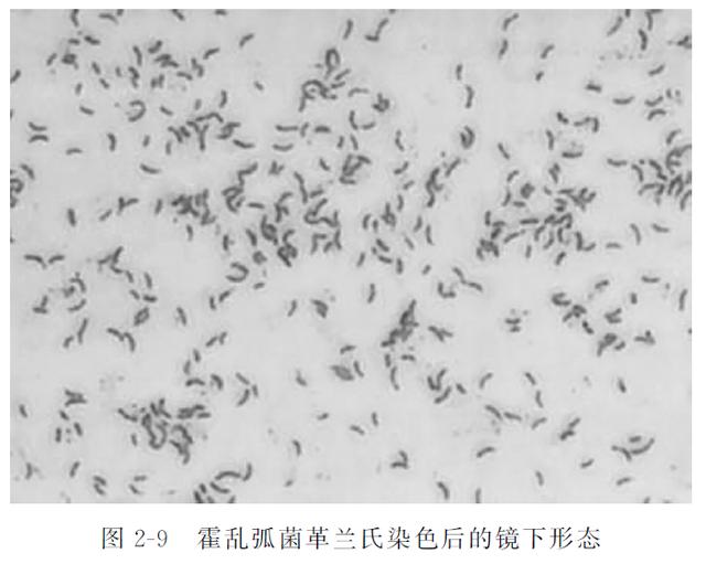 动物源性食品中细菌的检测——霍乱弧菌1