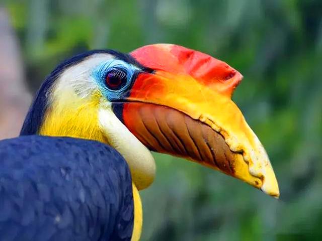 脑袋被人类惦记的鸟 头骨比象牙贵3倍 活着被取骨后只能等死 太阳信息网