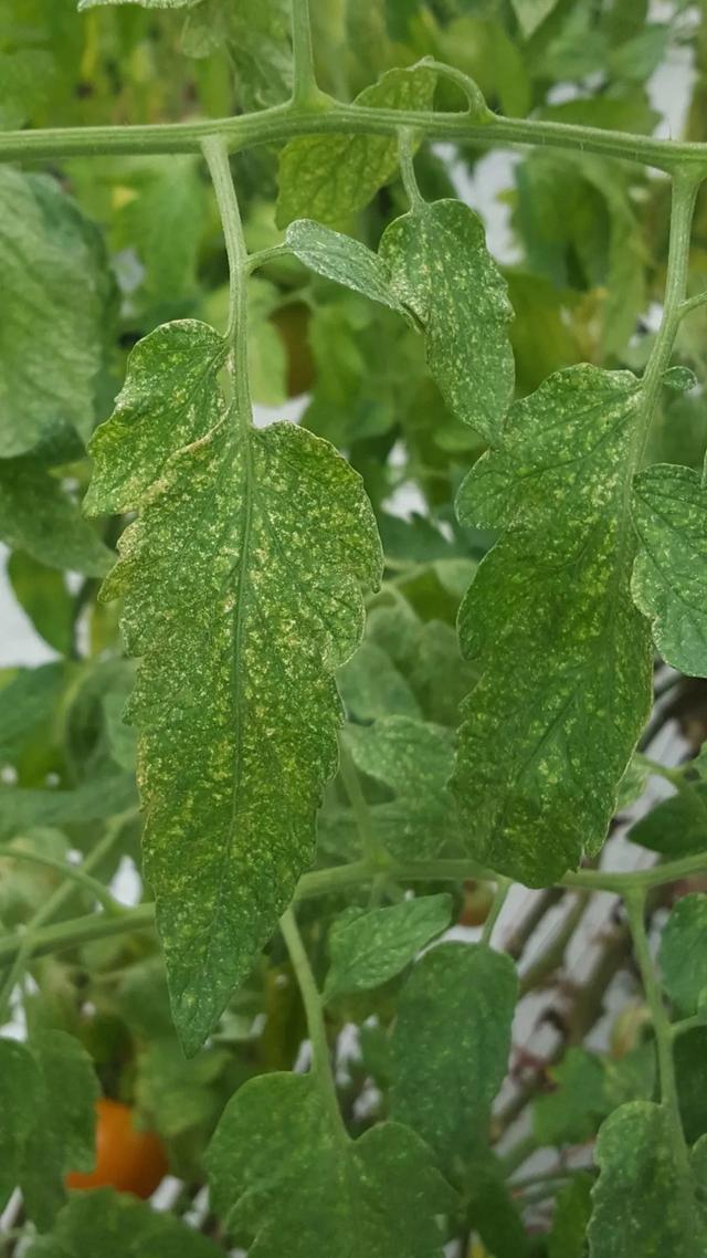 预防和治疗红蜘蛛的用药指南，避免虫害滋生也有好方法3