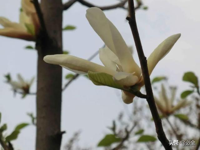 北方宿根花卉