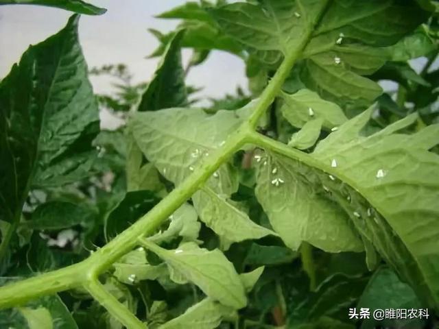 噻虫嗪杀蚜虫、白粉虱、蓟马，这样用一次管一季不生虫2