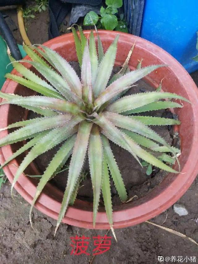 碰碰香有毒吗 碰碰香有毒吗（植物碰碰香有毒吗） 生活