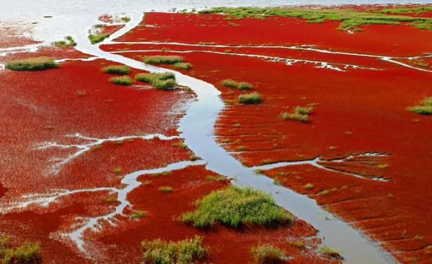 红海海湾内部的海水为什么是红色的(红海海湾内部的水为什么是红色的)