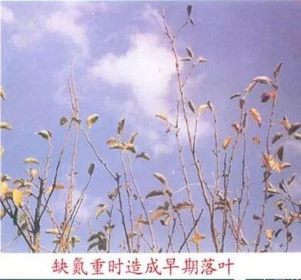 苹果树常见8种缺素症的表现及防治（图文版）5