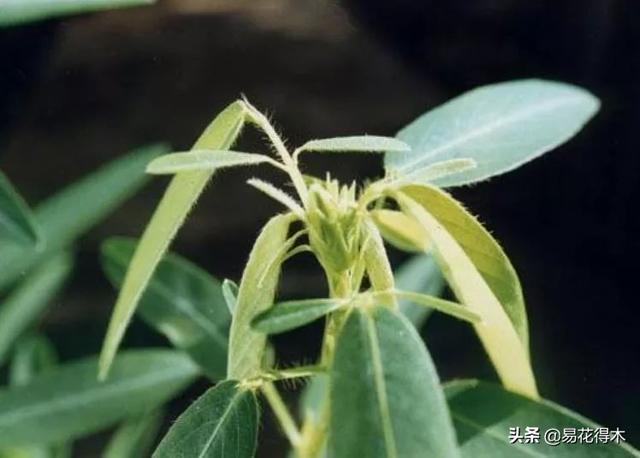 跳舞草图片 跳舞草图片（跳舞草图片种子） 生活