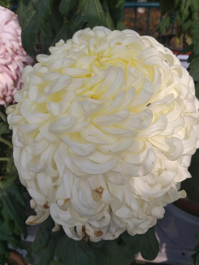 六岁就认识几千个字的孩子好像不是家长教的