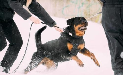 中国十大禁犬