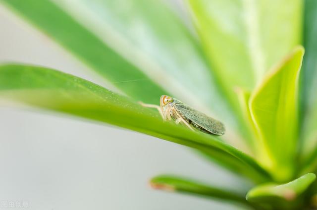 家里的花草爱生虫生病？盘点养花常用药，不再白花钱6