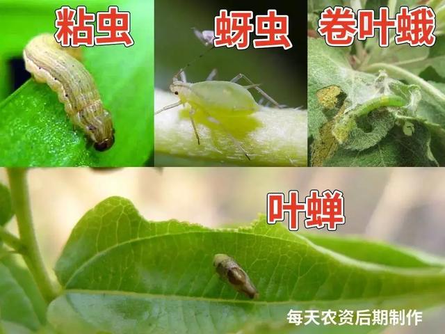 7月中下旬，虫害大量发生，菊酯类药剂不得不用1