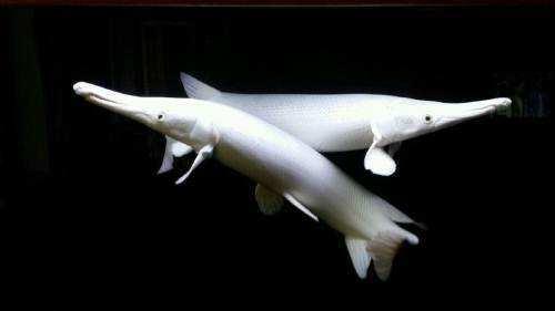 白金火箭实际上是一种白化鳄雀鳝,大个体轻松破万,甚至超过十万,价格