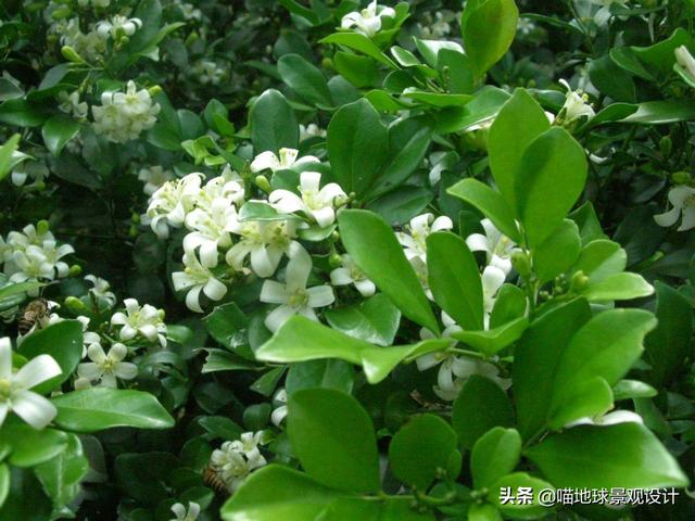 绿篱
